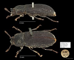 Tenebrionidae sp. "AYC 282"•&copy; Ang Yuchen•All Rights Reserved