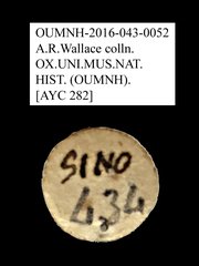 Tenebrionidae sp. "AYC 282"•All Rights ReservedMuseum Label