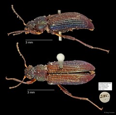 Tenebrionidae sp. "AYC 283"•&copy; Ang Yuchen•All Rights Reserved