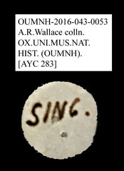 Tenebrionidae sp. "AYC 283"•All Rights ReservedMuseum Label