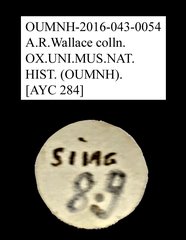 Tenebrionidae sp. "AYC 284"•All Rights ReservedMuseum Label