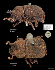 Tenebrionidae sp. "AYC 285"•&copy; Ang Yuchen•All Rights Reserved