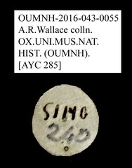 Tenebrionidae sp. "AYC 285"•All Rights ReservedMuseum Label