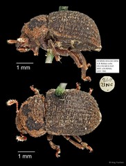 Tenebrionidae sp. "AYC 286"•&copy; Ang Yuchen•All Rights Reserved