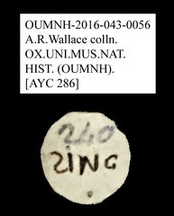 Tenebrionidae sp. "AYC 286"•All Rights ReservedMuseum Label