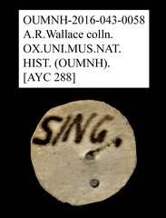 Bolitophagini sp. "AYC 288"•All Rights ReservedMuseum Label