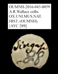 Bolitophagini sp. "AYC 289"•All Rights ReservedMuseum Label