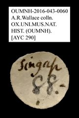 Bolitophagini sp. "AYC 290"•All Rights ReservedMuseum Label