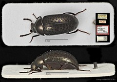 Amarygmus selatanus•&copy; Ang Yuchen•CC BY 4.0