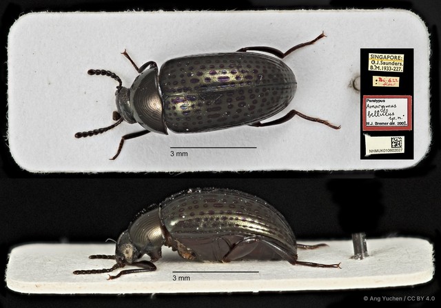 Amarygmus selatanus•&copy; Ang Yuchen•CC BY 4.0