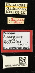 Amarygmus selatanus•All Rights ReservedMuseum Label