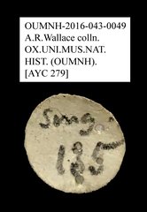 Basides•All Rights ReservedMuseum Label