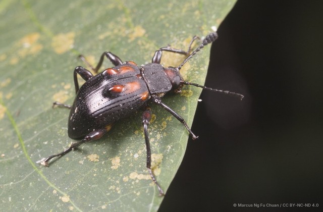 Phymatosoma rufonotatum•&copy; Marcus Ng Fu Chuan•CC BY-NC-ND 4.0