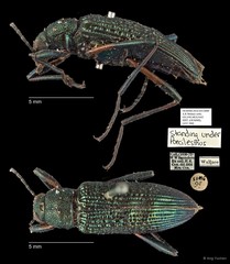 Poecilesthus sp. "AYC 080"•&copy; Ang Yuchen•All Rights Reserved