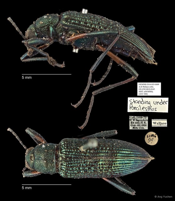 Poecilesthus sp. "AYC 080"•&copy; Ang Yuchen•All Rights Reserved