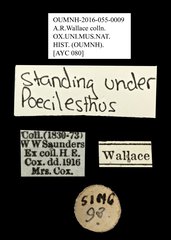 Poecilesthus sp. "AYC 080"•All Rights ReservedMuseum Label