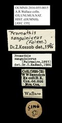 Promethis sanguinicrus•All Rights ReservedMuseum Label