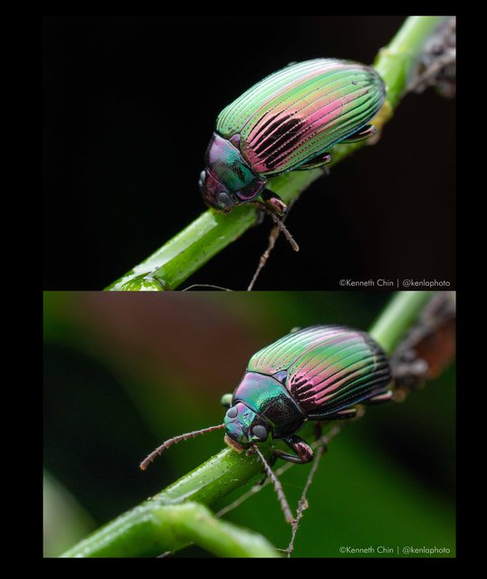 Pseudonautes sp. "a9e075a6"•&copy; Kenneth Chin•All Rights Reserved