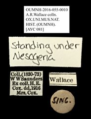 Strongylium sp. "AYC 081"•All Rights ReservedMuseum Label