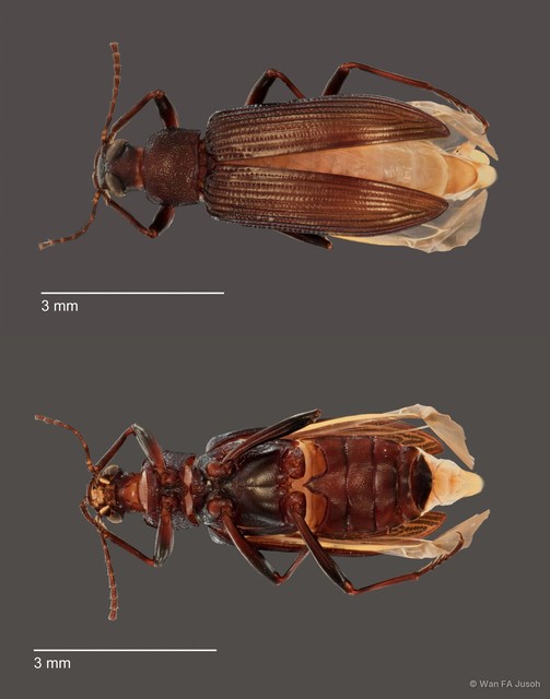 Strongylium sp. "ZRCBPD0068705"•&copy; Wan FA Jusoh•All Rights Reserved