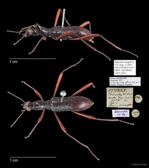 Strongylium tricondyloides•&copy; Ang Yuchen•All Rights Reserved