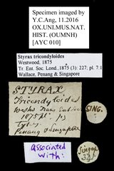 Strongylium tricondyloides•All Rights ReservedMuseum Label