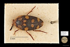 Tetratomidae sp. "AYC 273"•&copy; Ang Yuchen•All Rights Reserved