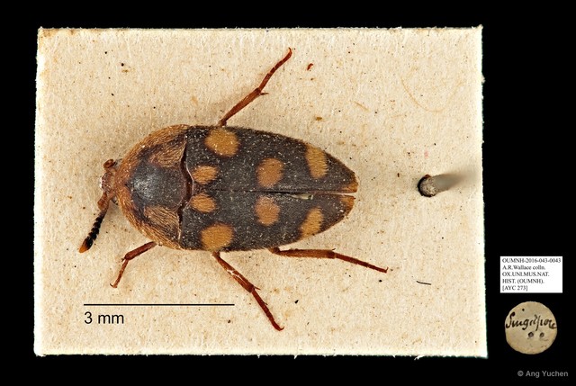 Tetratomidae sp. "AYC 273"•&copy; Ang Yuchen•All Rights Reserved