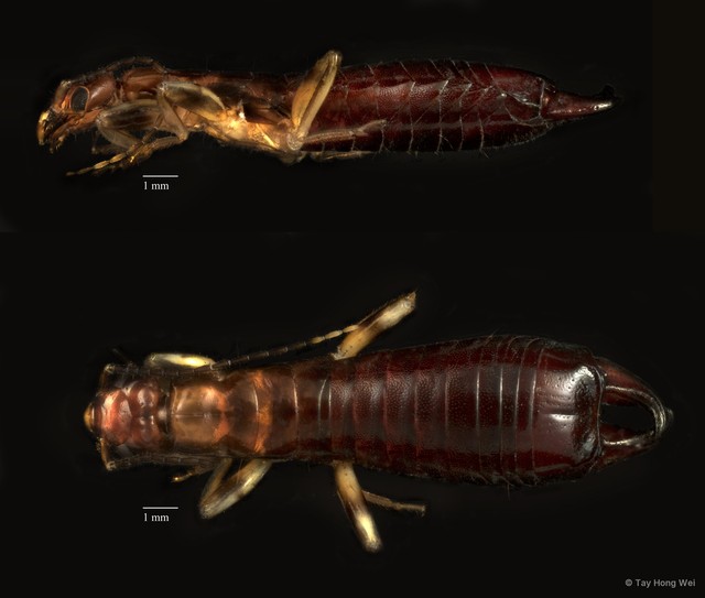 Dermaptera sp. "ZRCBDP0071957"•&copy; Tay Hong Wei•All Rights Reserved