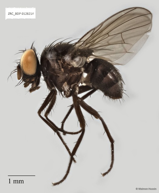 Calyptratae sp. "Calyptrate ZRCBDP0019704"•&copy; Maimon Hussin•All Rights Reserved