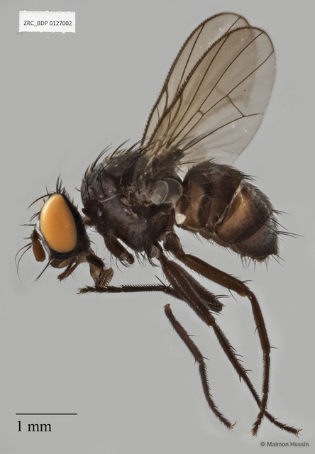 Calyptratae sp. "Calyptrate ZRCBDP0019705"•&copy; Maimon Hussin•All Rights Reserved