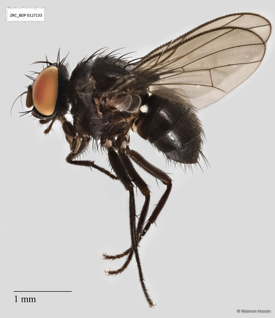 Calyptratae sp. "Calyptrate ZRCBDP0019706"•&copy; Maimon Hussin•All Rights Reserved
