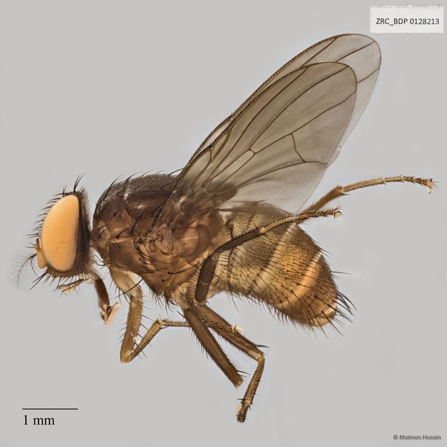 Calyptratae sp. "Calyptrate ZRCBDP0019724"•&copy; Maimon Hussin•All Rights Reserved