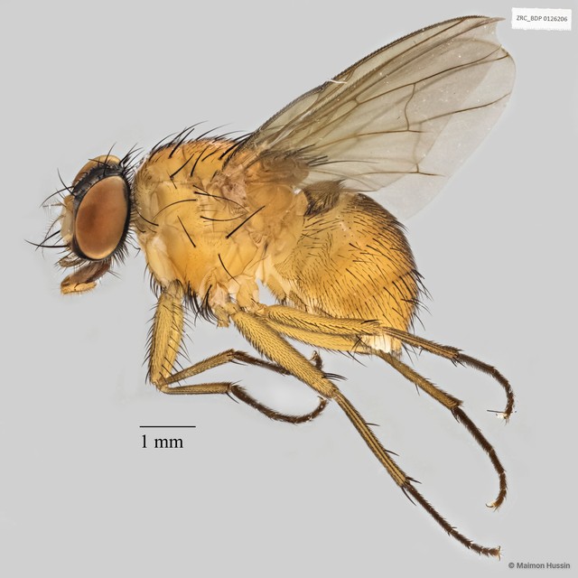 Calyptratae sp. "Calyptrate ZRCBDP0019731"•&copy; Maimon Hussin•All Rights Reserved