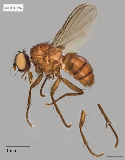 Calyptratae sp. "Calyptrate ZRCBDP0019952"•&copy; Maimon Hussin•All Rights Reserved