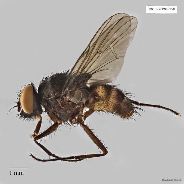 Calyptratae sp. "Calyptrate ZRCBDP0021387"•&copy; Maimon Hussin•All Rights Reserved
