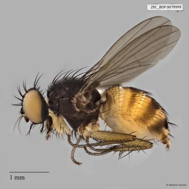 Calyptratae sp. "Calyptrate ZRCBDP0063588"•&copy; Maimon Hussin•All Rights Reserved