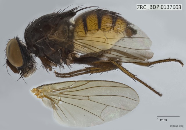 Calyptratae sp. "Calyptrate ZRCBDP0080015"•&copy; Rene Ong•All Rights Reserved