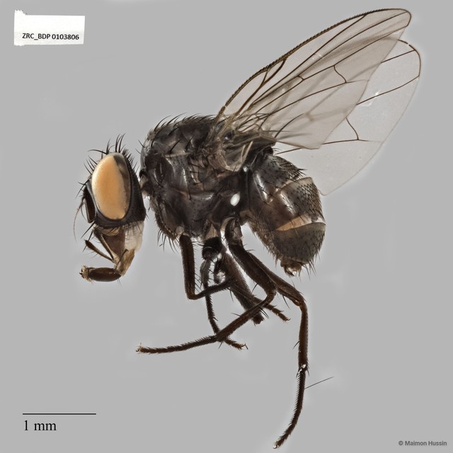 Calyptratae sp. "Calyptrate ZRCBDP0103806"•&copy; Maimon Hussin•All Rights Reserved