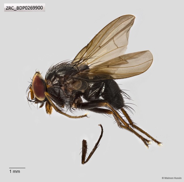 Calyptratae sp. "Calyptrate ZRCBDP0269900"•&copy; Maimon Hussin•All Rights Reserved
