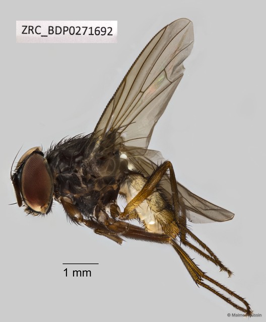 Calyptratae sp. "Calyptrate ZRCBDP0271692"•&copy; Maimon Hussin•All Rights Reserved