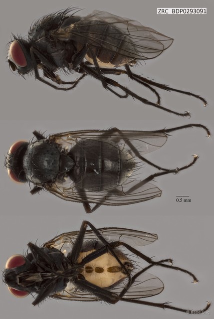 Calyptratae sp. "Calyptrate ZRCBDP0291060"•&copy; Rene Ong•All Rights Reserved