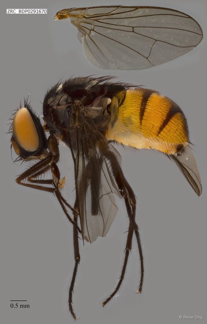 Calyptratae sp. "Calyptrate ZRCBDP0291670"•&copy; Rene Ong•All Rights Reserved