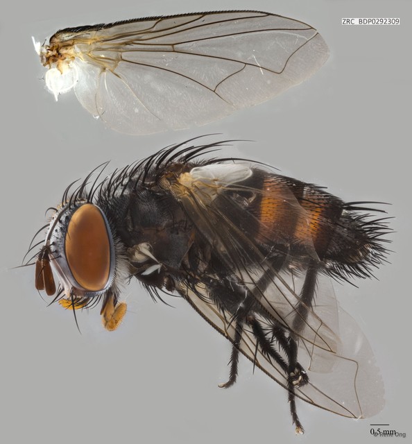 Calyptratae sp. "Calyptrate ZRCBDP0292309"•&copy; Rene Ong•All Rights Reserved