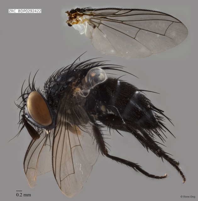 Calyptratae sp. "Calyptrate ZRCBDP0292422"•&copy; Rene Ong•All Rights Reserved