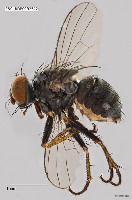 Calyptratae sp. "Calyptrate ZRCBDP0292542"•&copy; Rene Ong•All Rights Reserved