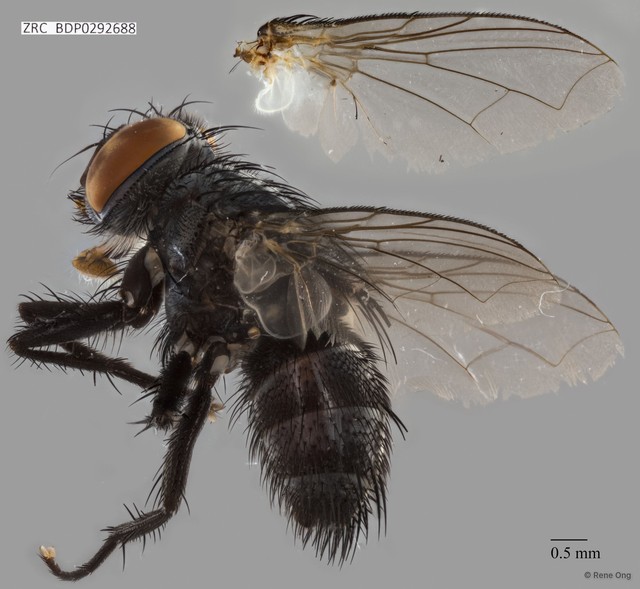 Calyptratae sp. "Calyptrate ZRCBDP0292688"•&copy; Rene Ong•All Rights Reserved