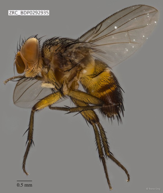 Calyptratae sp. "Calyptrate ZRCBDP0292935"•&copy; Rene Ong•All Rights Reserved