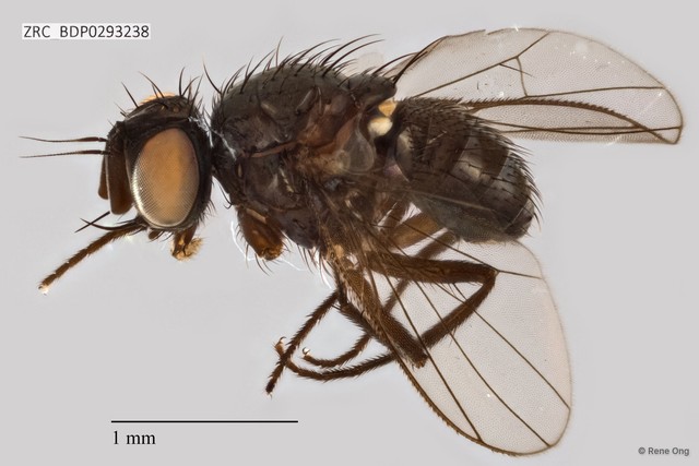 Calyptratae sp. "Calyptrate ZRCBDP0293238"•&copy; Rene Ong•All Rights Reserved