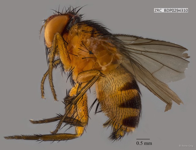Calyptratae sp. "Calyptrate ZRCBDP0294310"•&copy; Rene Ong•All Rights Reserved